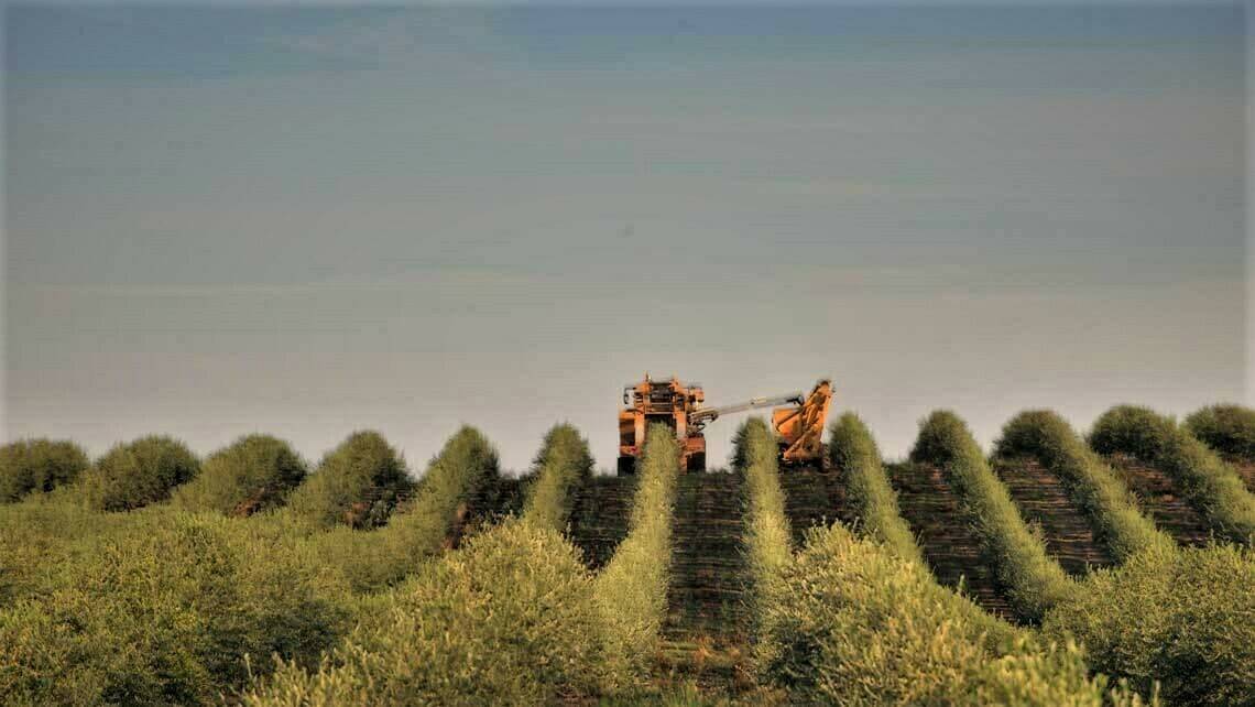 agromillora-olivos-intensivos|olivo Diego Laya ERsa9XeXYAA8Z1P